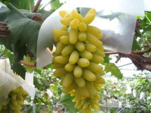 Trong quá trình chăm sóc, chủ vườn sẽ cắt tỉa sao cho từng quả trên chùm đều tăm tắp. Ảnh: Okayamagurashi.