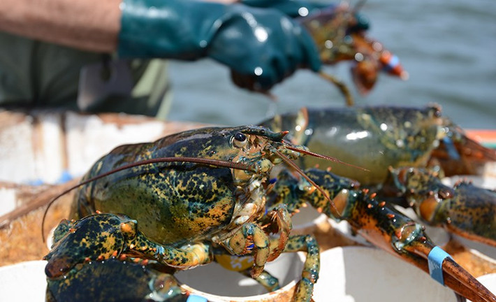 Thịt tôm này ngon nhất cũng ở hai chiếc càng mà tôm hùm khác không có. Ảnh: Seafood Matters.