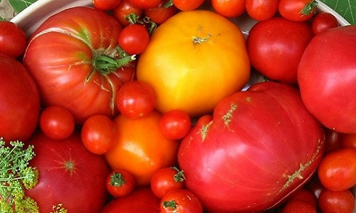 Nếu bạn đã có một cây cà chua, hãy nhân giống cây và có những cây cà chua mới chỉ sau một tuần bằng cách cắt đi những chồi bên của cây cà chua và ươm mầm thành một cây cà chua mới.