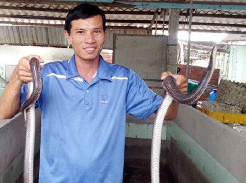 Nghề nuôi rắn hổ mang nguy hiểm nhưng đem lại thu nhập cao. Ảnh: Dân Việt.