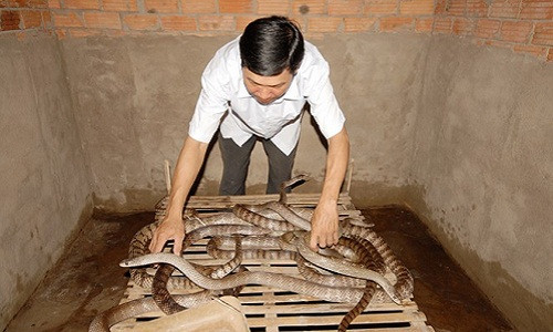 Biết nuôi rắn là nghề nguy hiểm nhưng chẳng ai muốn bỏ vì ước mơ làm giàu. Ảnh: wikiviệt.
