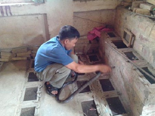 Có những người phải bỏ mạng vì không may bị rắn cắn. Ảnh: Zing.