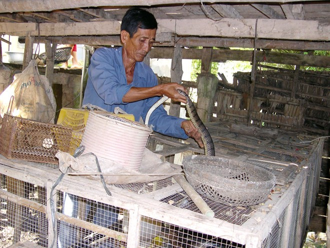 Rắn nuôi trong nhà thông thường được thả trong hai loại chuồng: chuồng xi măng hoặc chuồng lưới. Ảnh: wikiviệt.