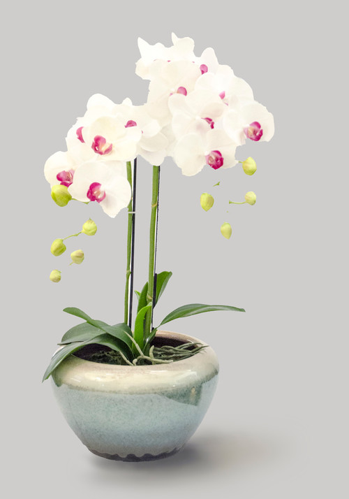 Màu trắng tinh khôi khiến lòng người mê đắm. Ảnh: Squarespace.