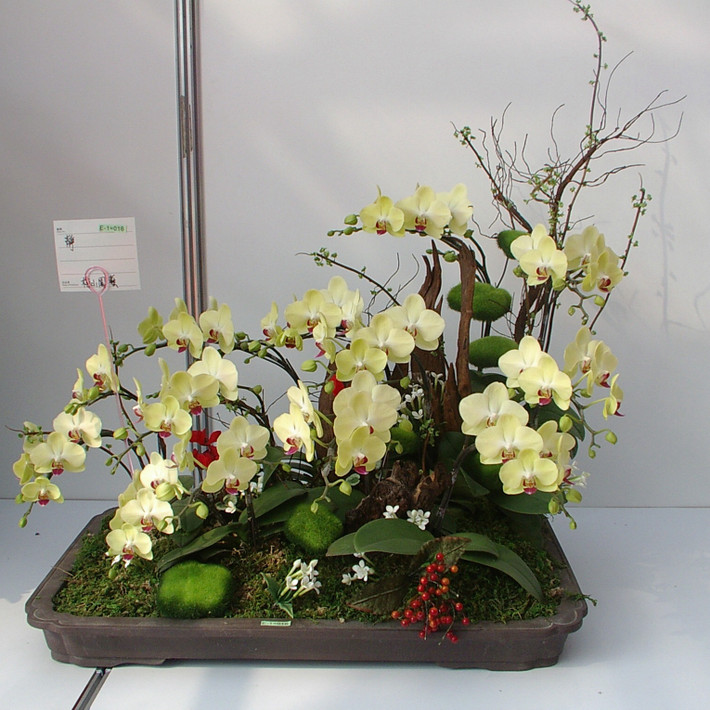 Chậu bonsai phong lan vàng tuyệt đẹp nhờ kết hợp đều cả hoa và nhiều cành. Ảnh: Evergreen Orchids.