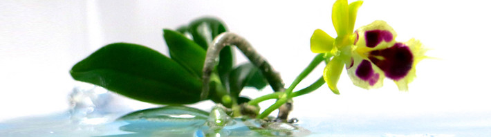 Bonsai phong lan cực lạ với thế nằm nghiêng. Ảnh: Orchid Gene.