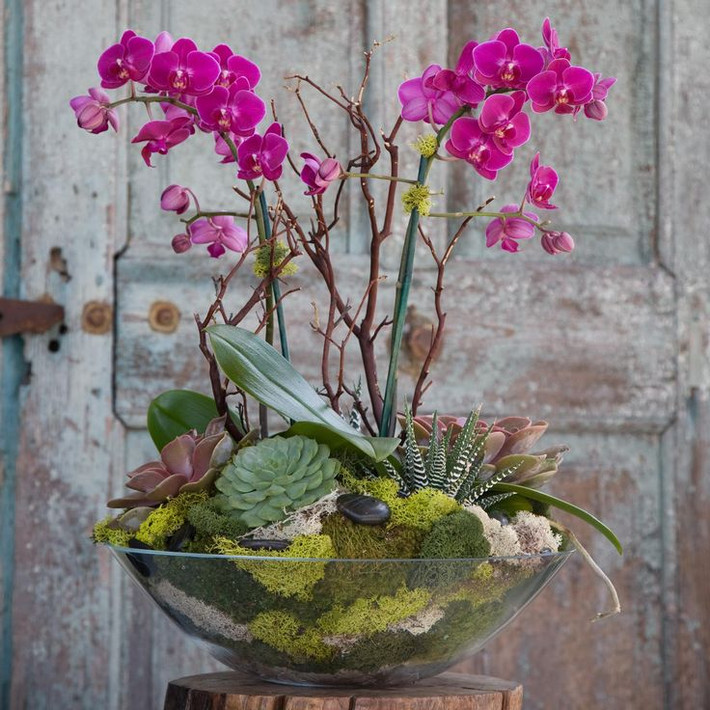 Sự kết hợp của phong lan với các loại cây cảnh phía dưới tạo nên chậu bonsai độc đáo. Ảnh: Printest.