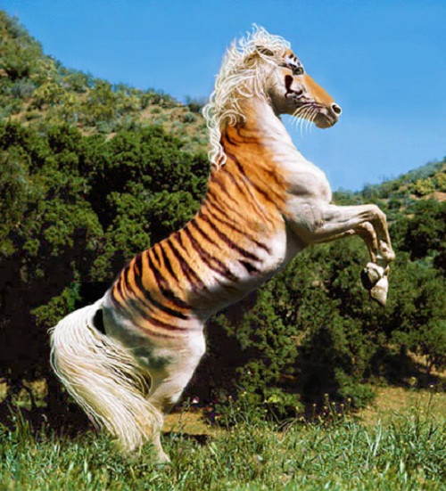Ngựa vằn theo phong cách da hổ. Ảnh: The Equinest.