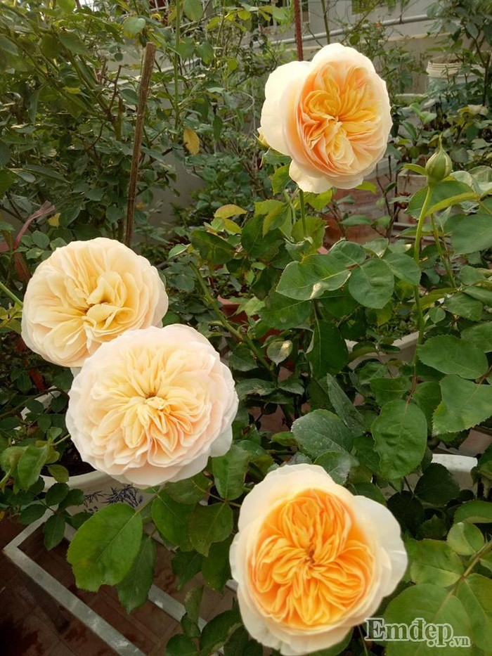 Góc rực rỡ.