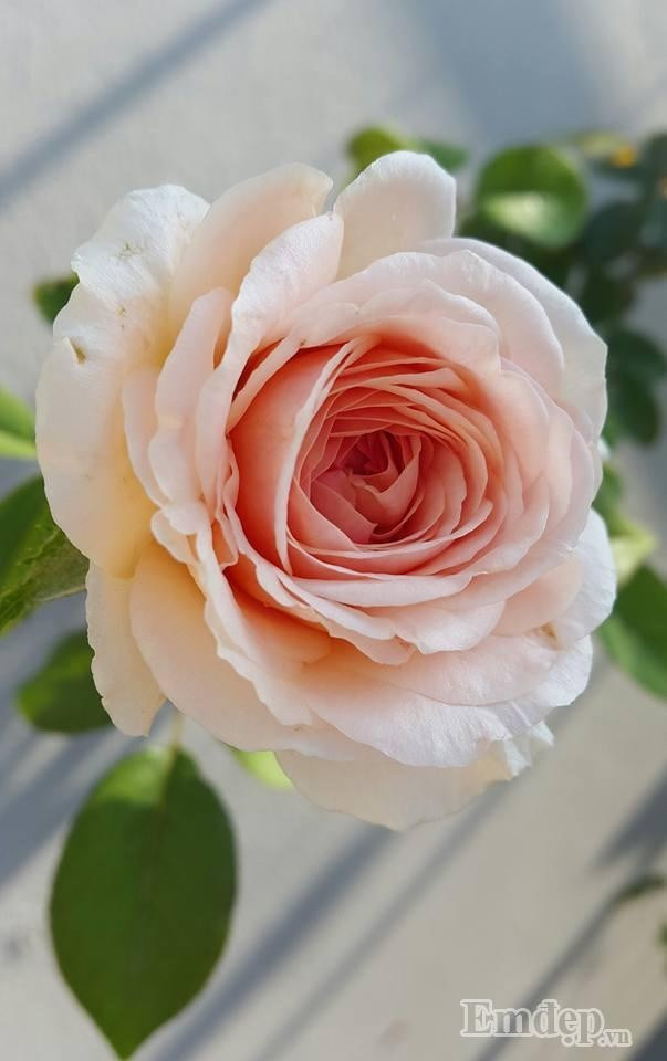 Hoa hồng Abraham darby.