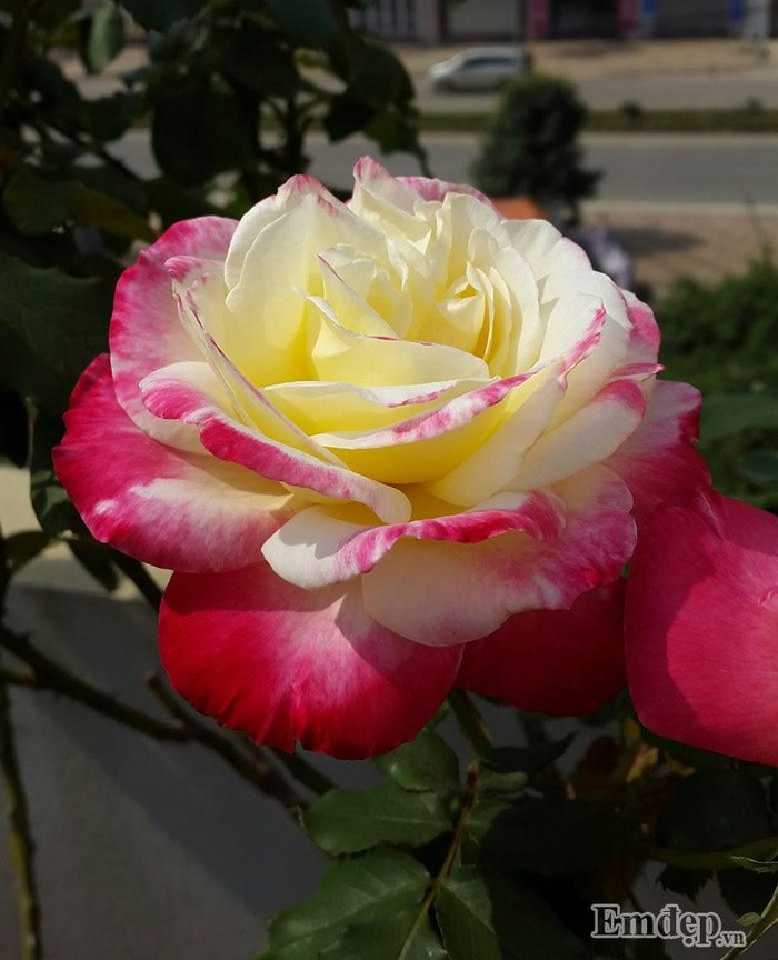 Hoa hồng Double Delight.