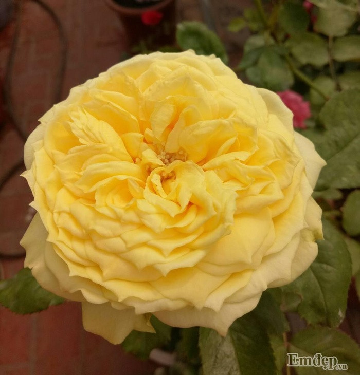 Hoa hồng Catanina Rose.