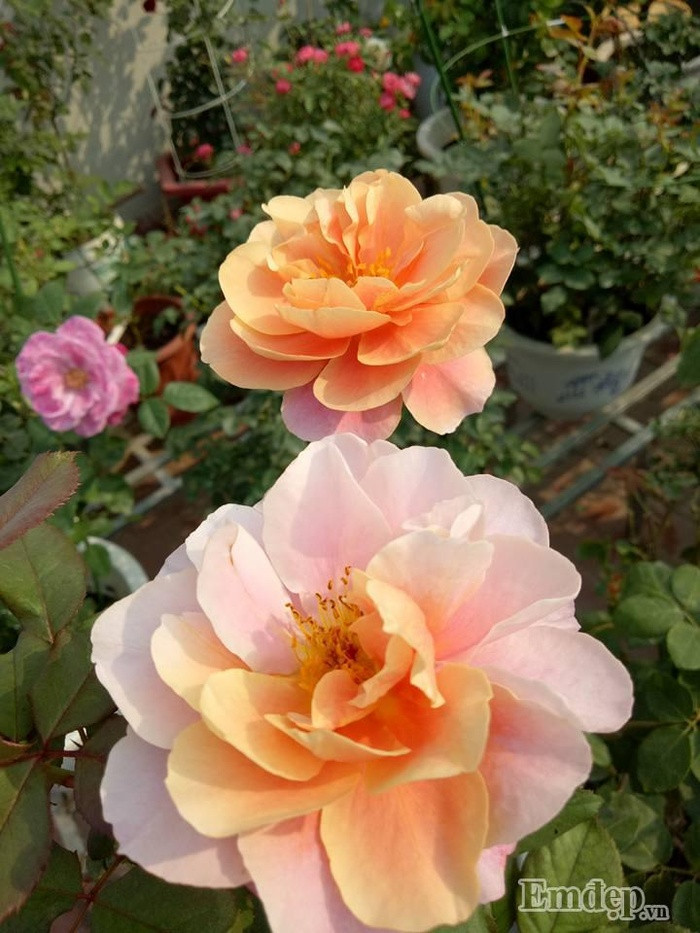 Hoa hồng Distant Drum Rose.
