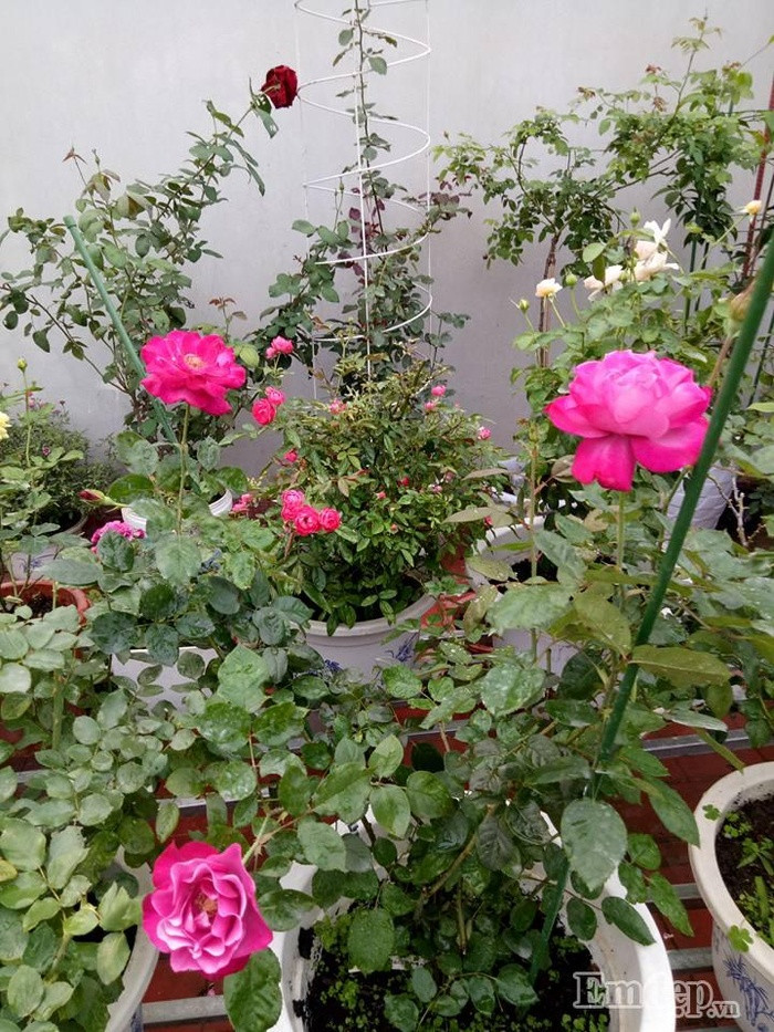 Một góc vườn hồng trên sân thượng được.