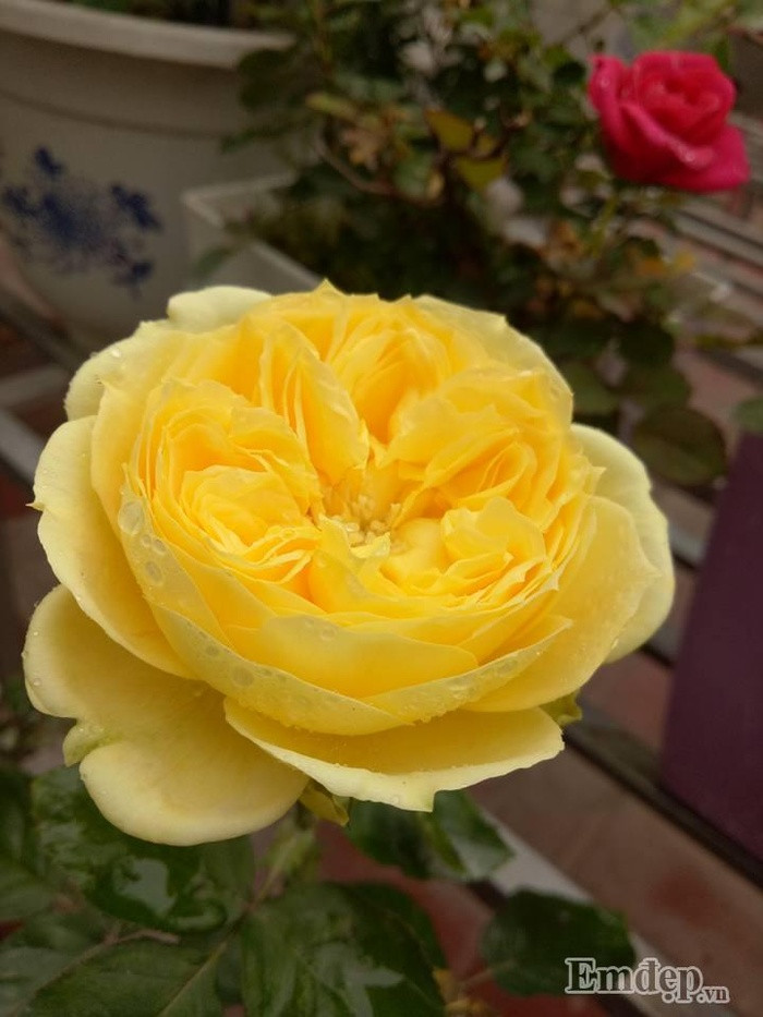 Hoa hồng Catanina Rose.