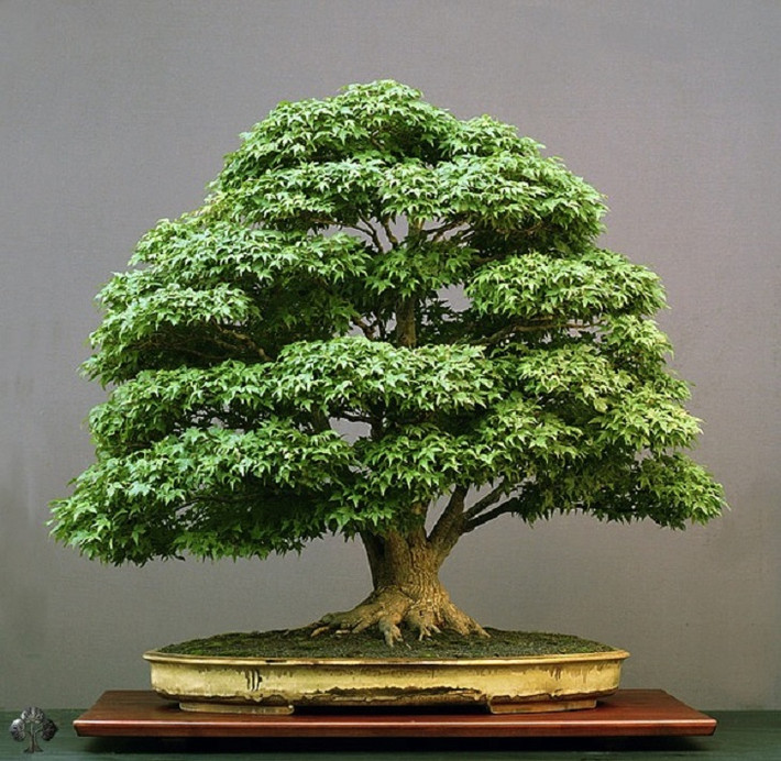 Với chiều cao gần 1 mét, cây bonsai khiến người xem kinh ngạc với thâm niên hơn 100 tuổi.