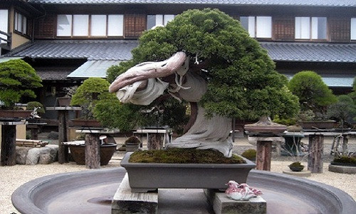 Cây bonsai hơn 800 tuổi này nằm trong top những cây bonsai đắt nhất thế giới là tác phẩm của một nghệ nhân người Nhật Bản.