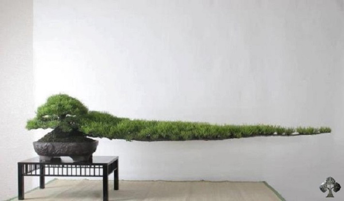 Bonsai tùng hơn 3 thập kỷ gây ấn tượng mạnh với nhánh bên ngoài dài gần 2 mét.