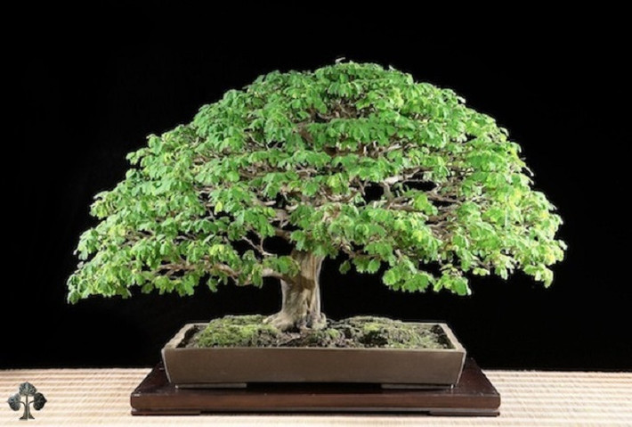 Có nguồn gốc ở Nam Và Trung Mỹ, chậu bonsai này được trồng từ cành nhỏ. Sau 12 năm chăm sóc, nó trở thành một trong những cây bonsai đẹp nhất thế giới.