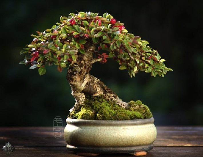 Chậu bonsai mini chỉ cao khoảng 10 cm đã trải qua 20 năm tuổi, trong đó phải mất 10 năm mới trồng thành công. Mùa xuân cây ra lá non, nở hoa vào mùa hè và mùa đông là những quả mọng đỏ.