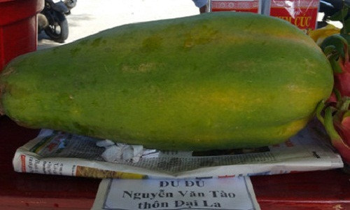 Còn đây là quả đu đủ nặng tới 7 kg của ông Nguyễn Văn Tào ở Đà Nẵng. Ảnh: Dân Việt.