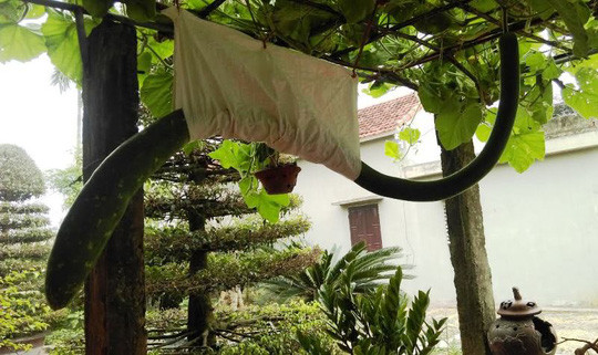 Thông thường, quả bầu dài khoảng 60-80 cm, nhưng gia đình cụ bà Bùi Thị Du tại Thanh Hóa sở hữu một quả bầu dài hơn 2 mét. Ảnh: Người lao động.