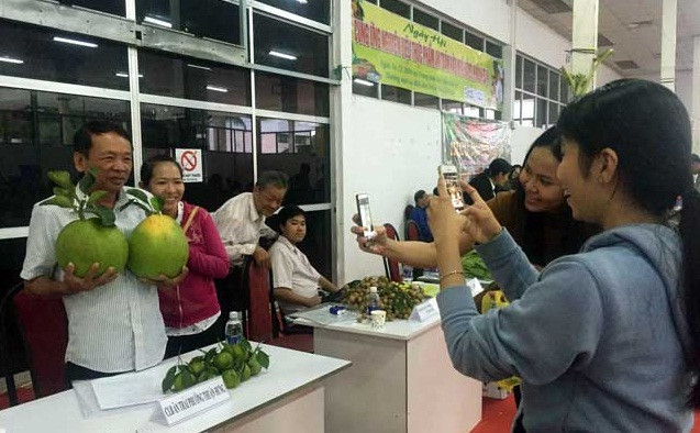 Bưởi có ruột màu đỏ hồng, không hạt và rất ngọt. Nhiều người thích thú còn tranh thủ chụp hình cùng trái bưởi khổng lồ. Ảnh: Dân Việt.
