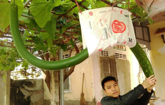 Thông thường, quả bầu dài khoảng 60-80 cm, nhưng gia đình cụ bà Bùi Thị Du tại Thanh Hóa sở hữu một quả bầu dài hơn 2 mét. Ảnh: Người lao động.