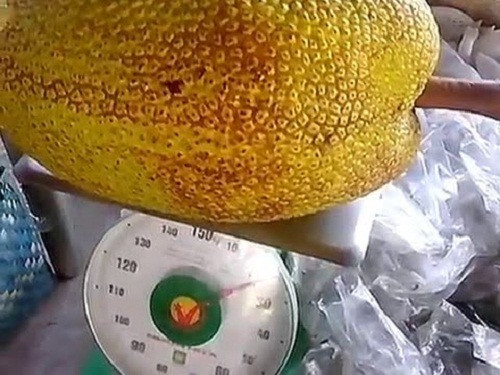 Mít khổng lồ nặng tới 23kg. Ảnh: Youtube.