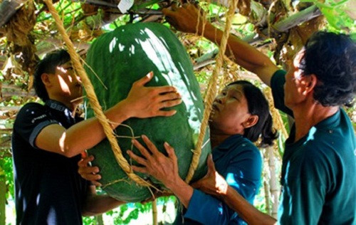 Bí đao khủng nặng tới 70kg của một người dân tại Bình Định khiến khách tham quan bất ngờ. Ảnh: Vietnamnet.