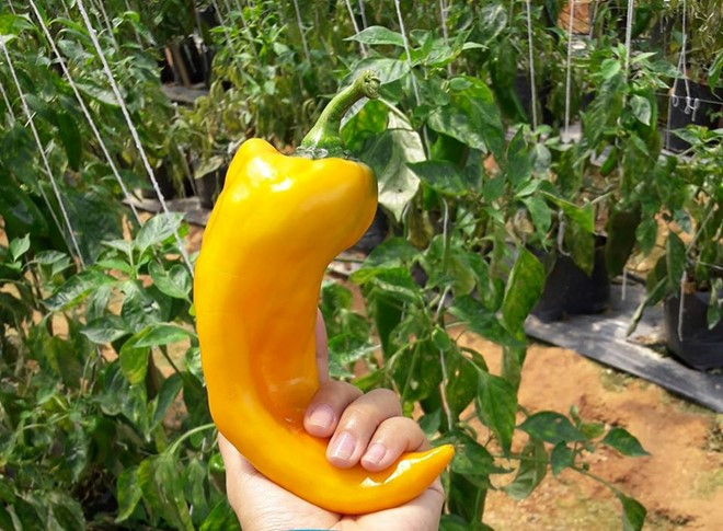 Quả ớt dài 30 cm, nặng tới 500g do một số nhà vườn tại TP Đà Lạt gieo trồng thành công. Ảnh: Zing.