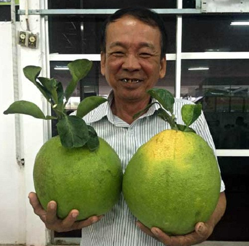Trong khi quả bưởi thường chỉ nặng khoảng 1kg thì những trái bưởi da xanh của ông Nguyễn Văn Vàng (Cần Thơ) lại nặng tới 3-4kg. Ảnh: Dân Việt.