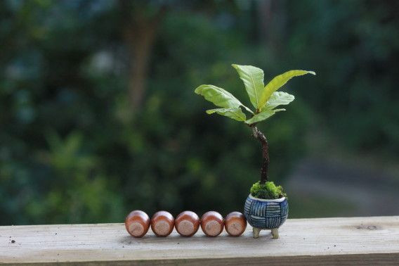 Chơi cây cảnh phải để đúng chỗ, cây to hoặc nhỏ, phụ thuộc vào không gian, quang cảnh xung quanh rất nhiều.