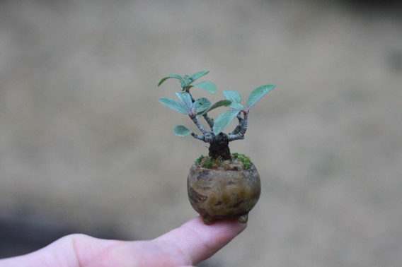 Đây được xem là thú vui tao nhã của không ít người.