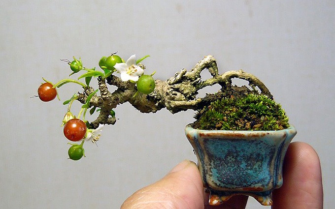 Những giây phút thư giãn thú vị khi ngắm những chậu bonsai mini độc lạ.