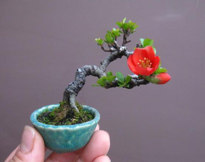 Với kích thước khiêm tốn của mình cây bonsai mini đòi hỏi người chơi phải có chế độ chăm sóc đặc biệt.