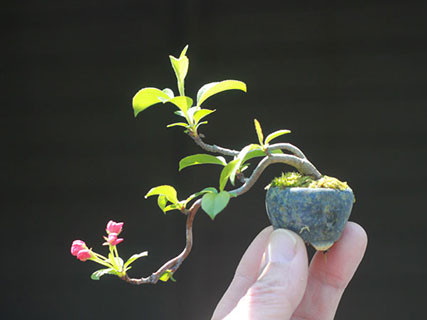 Mặc dù được trồng trong những chiếc chậu nhỏ song người chơi cây cảnh vẫn có thể tạo dáng, thế độc lạ cho bonsai, thậm chí, những cây này có thể ra hoa đẹp mắt.