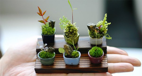 Những chậu bonsai mini có thể để làm quà tặng hoặc trang trí trên bàn học, cửa sổ, phòng khách.