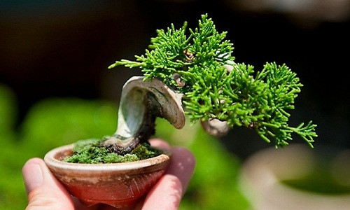 Mặc dù luôn đòi hỏi sự cầu kỳ, tỉ mỉ, tinh tế và khéo léo của người chơi cây cảnh nghệ thuật song bonsai mini chưa bao giờ bị suy giảm sức hút với nhiều người bởi vẻ đẹp và những giá trị tinh thần, thẩm mĩ mà chúng mang lại.