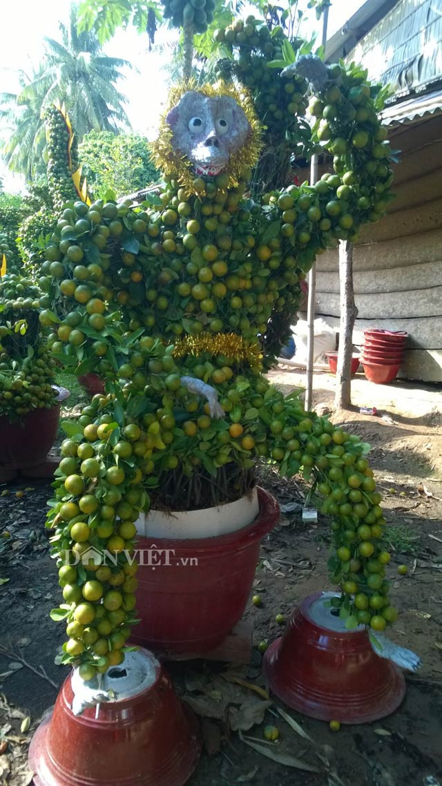 Cầu kỳ và có phần sinh động hơn là cây quất cảnh hình khỉ của gia đình ông Võ Văn Phí (ngụ xã Hưng Khánh Trung B). Cây cảnh được uốn thành hình khỉ dáng ngồi độc, lạ. Giá cây quất "độc nhất vô nhị" này là 4 triệu đồng. Ảnh: Dân Việt.