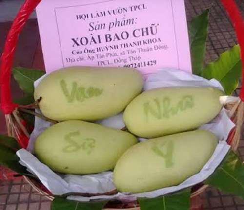 Độc đáo không kém, xoài in chữ "Tài, lộc, phát, thọ", "vạn sự như ý" hiện được rao bán trên thị trường 500.000 đồng/quả. Đây là sản phẩm của gia đình anh Huỳnh Thanh Khoa (ấp Tân Phát, xã Tân Thuận Đông, TP.Cao Lãnh). Ảnh: NĐT.
