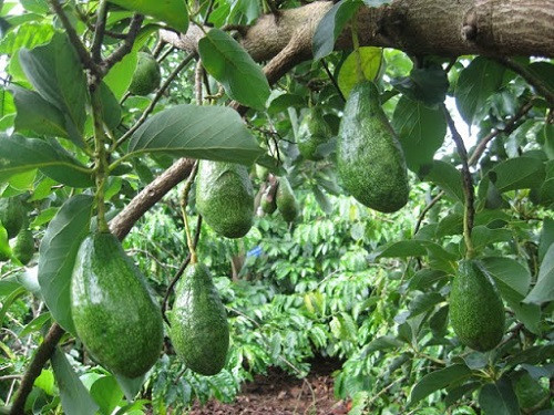Bơ sáp tứ quý vài năm gần đây đã trở thành đặc sản "đẻ" ra tiền cho nhiều hộ dân ở Tây Nguyên. Bơ ra quả 4 mùa, thơm ngon một cách đặc biệt riêng. Khi bán ra thị trường, loại bơ tứ quý có giá 80.000 - 90.000 đồng/kg; loại 2 từ 50.000 - 60.000 đồng/kg.