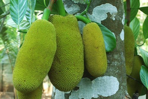 Trước đây, mít được xem là loại cây trồng để “ăn chơi”, nhưng hiện nay nhiều nhà vườn ở Cần Thơ, Hậu Giang giàu lên từ mô hình trồng loại cây ăn quả này. Trong đó, mít Thái tứ quý cho quả với cân nặng từ 8 – 20kg. Giá mua tại vườn đã đạt mức 15.000 – 20.000 đồng/kg.