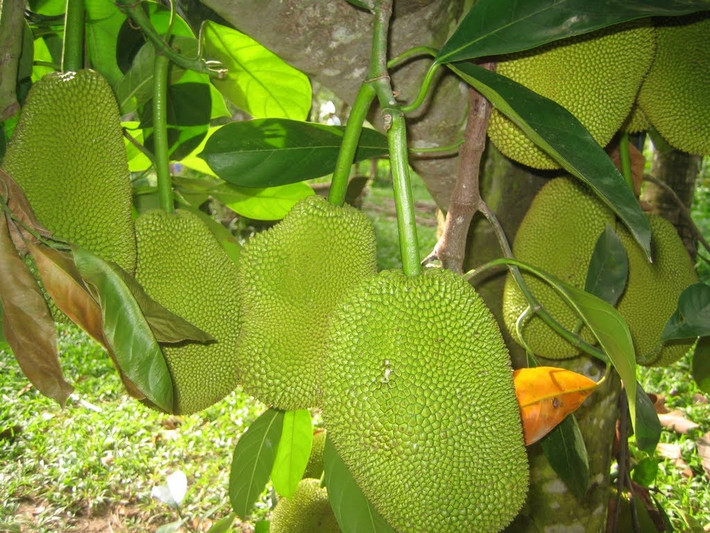 Sở dĩ loại mít tứ quý được ưa chuộng vì quả nhiều múi, ít xơ, cơm dày giòn và ngọt. Cây có thể cho quả quanh năm.