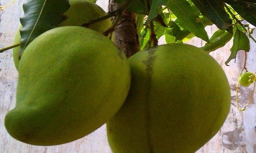 Xoài tứ quý - một giống xoài có kích thước và trọng lượng khủng, lên tới 2kg đang gây sốt, được trồng nhiều tại các vùng Cần Thơ, Cà Mau, Bến Tre. Đây là giống xoài nổi tiếng nhất nhì ở miền Tây vì cho trái to và mang lại hiệu quả kinh tế cao. Qua tìm hiểu, trên thị trường, giá xoài khổng lồ này dao động từ 60.000 đồng/kg.