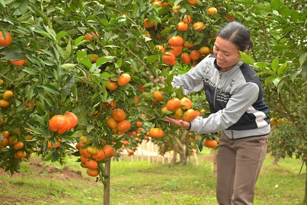 Ngoài ra, khách mua có thể chọn một số cửa hàng phân phối cam canh uy tín trên thị trường thay vì mua ở những sạp hàng trôi nổi, không rõ nguồn gốc sản phẩm. Nếu có điều kiện, khách mua tận vườn sẽ tránh mua phải "hàng nhái". Hiện tại, cam canh đang được trồng nhiều ở Từ Liêm (Hà Nội), Văn Giang (Hưng Yên), Bắc Giang và một số địa phương miền Trung