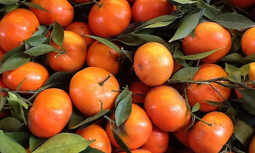 Trên thị trường có rất nhiều loại cam khác nhau, trong đó có những loại xuất xứ từ Trung Quốc "đội lốt" cam Việt Nam khiến người mua bối rối khi chọn lựa. Một số gợi ý phân biệt cam canh và cam Trung Quốc dưới đây có thể gỡ rối phần nào cho các bà nội trợ Việt.