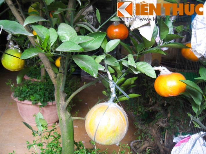 Bên cạnh phật thủ chơi Tết, các loại cảnh ghép nhiều loại quả như cam, chanh, bưởi, phật thủ, quýt... đã bung hàng.