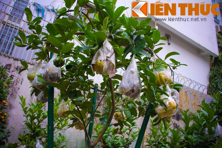 Để bảo quản phật thủ khi di chuyển từ nhà vườn ra điểm bán, các chủ vườn phải bọc quả cẩn thận trong các túi nilon, giấy báo.