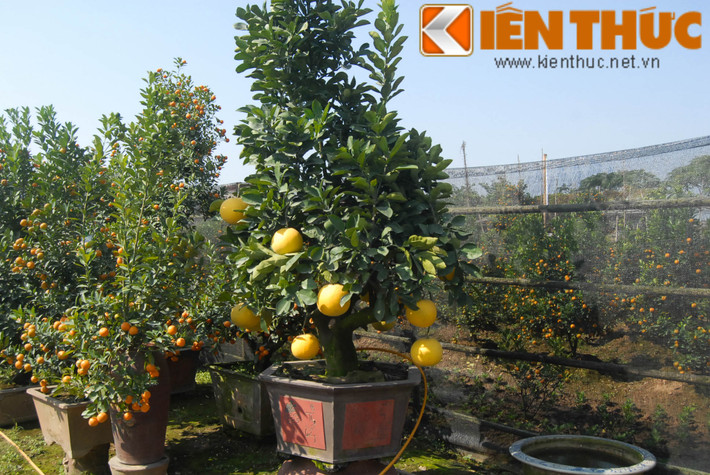 Mặt bằng giá chung cho bưởi cảnh Tết Bính Thân từ 7 - 40 triệu đồng. Theo lời nhiều người bán, mặc dù giá bưởi cảnh không hề rẻ song vẫn đắt hàng, khách mua chủ yếu là đại gia hoặc doanh nghiệp.
